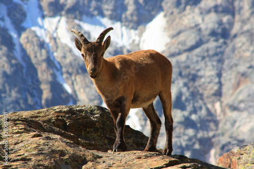 Caucasus. Bezengi gorge. Mountain goat.