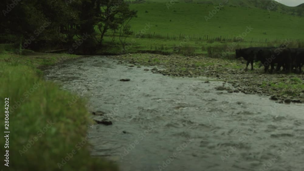 Herd of young black bulls breed Aberdeen-Angus cross the river during a pasture in a nature reserve on a summer day. Farm concept. Slow Motion. RED Dragon 6K S35 Herd of young black bulls breed Aberdeen-Angus cross the river during a pasture in a nature reserve on a summer day. Farm concept. Slow Motion. RED Dragon 6K S35