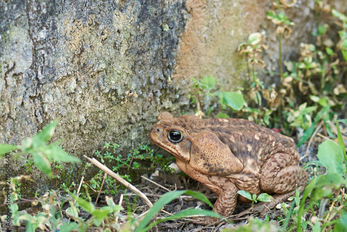 Brown fat cane toad frog photo