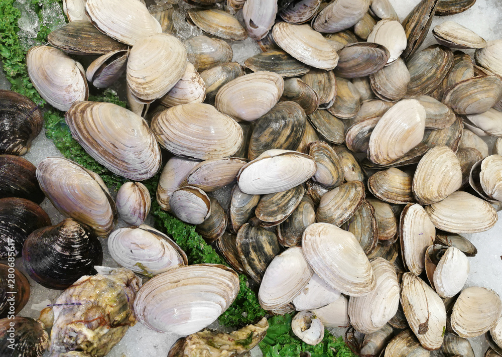  frozen clams selling in store on the ice