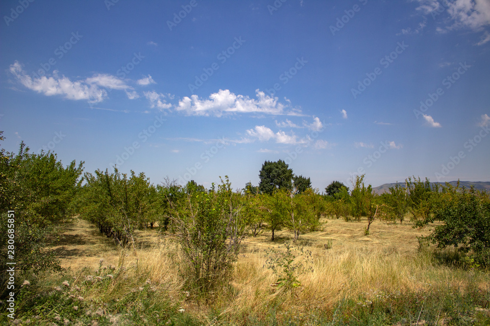 Fototapeta premium garden