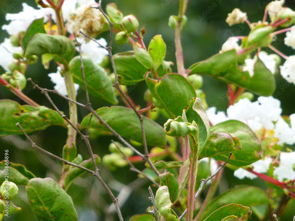 Flower Branch Flower Branch