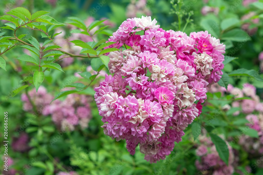 Pink flowers in the garden-flower garden on a summer day. Pink flowers in the garden-flower garden on a summer day.