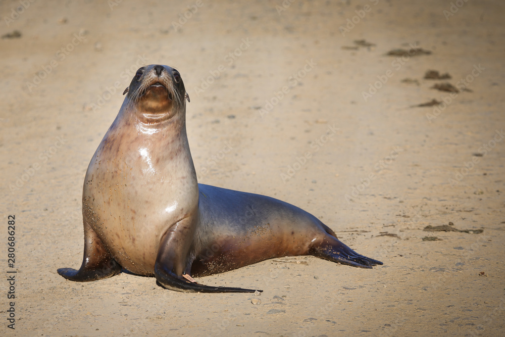 Obraz premium SeaLion