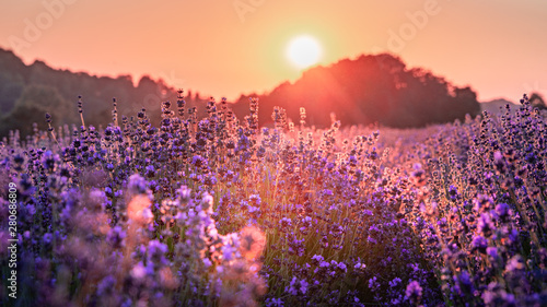 Sunset over lavender field