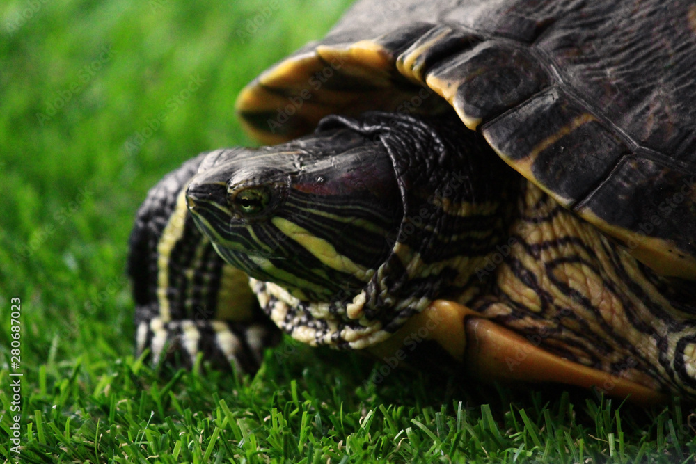 Naklejka premium The behavior of the red ear slider turtle