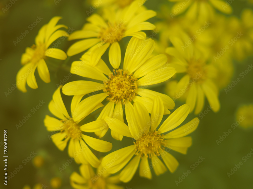Soft Focus of Yellow Arnica Montana flower Soft Focus of Yellow Arnica Montana flower