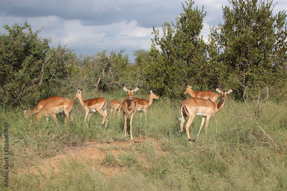 Schwarzfersenantilope / Impala / Aepyceros melampus