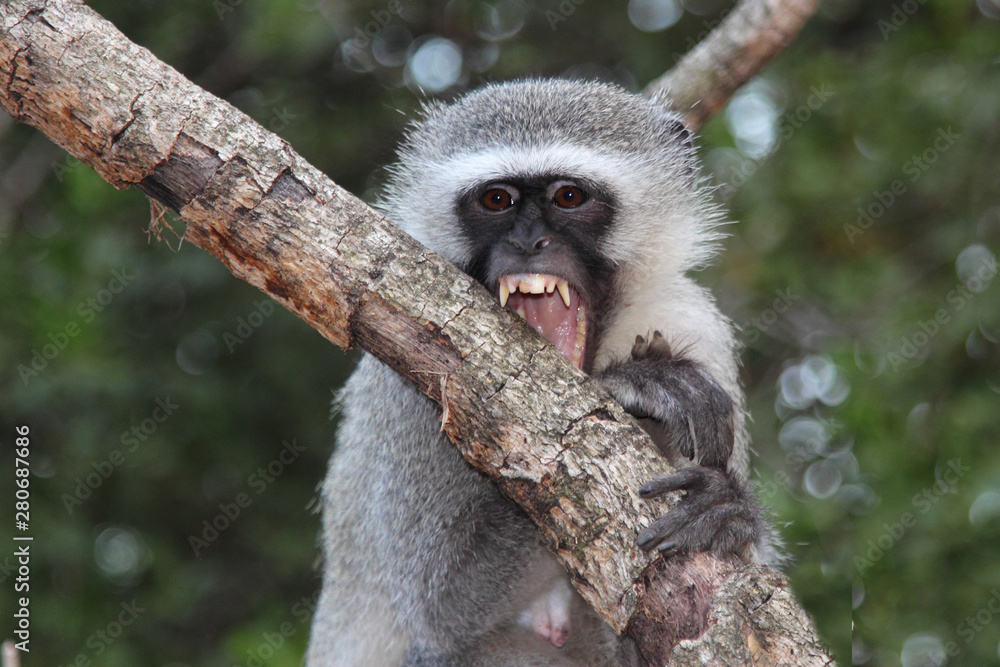 Obraz premium Grüne Meerkatze / Vervet monkey / Cercopithecus aethiops