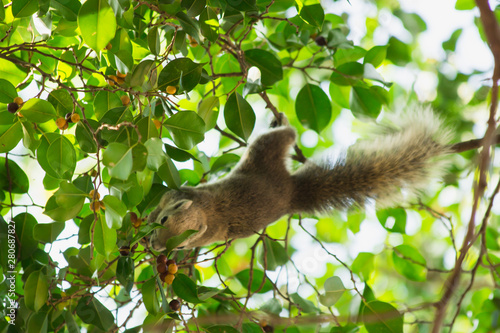 squirrel on tree, the squirrel in nature, animal in wild life © taweesak