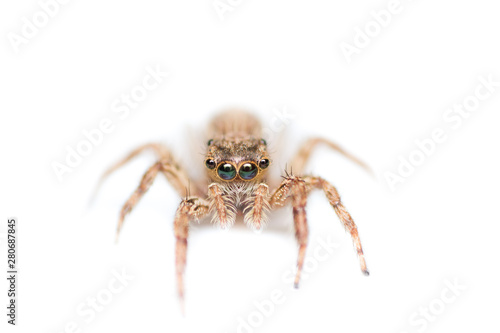 Macro of spider isolated, the hunter insect in nature, insect in wild