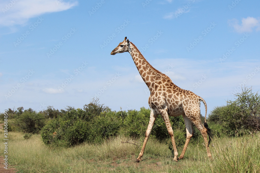 Giraffe / Giraffe / Giraffa Camelopardalis