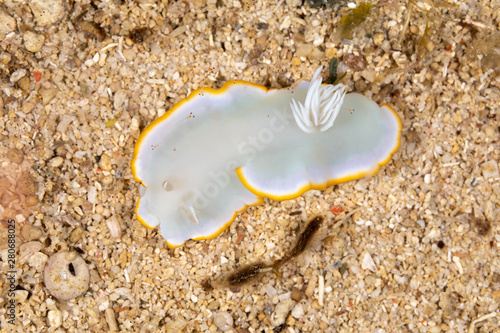 Heron Ardeadoris, Ardeadoris egretta is a species of sea slug, a dorid nudibranch, a shell-less marine gastropod mollusc in the family Chromodorididae photo