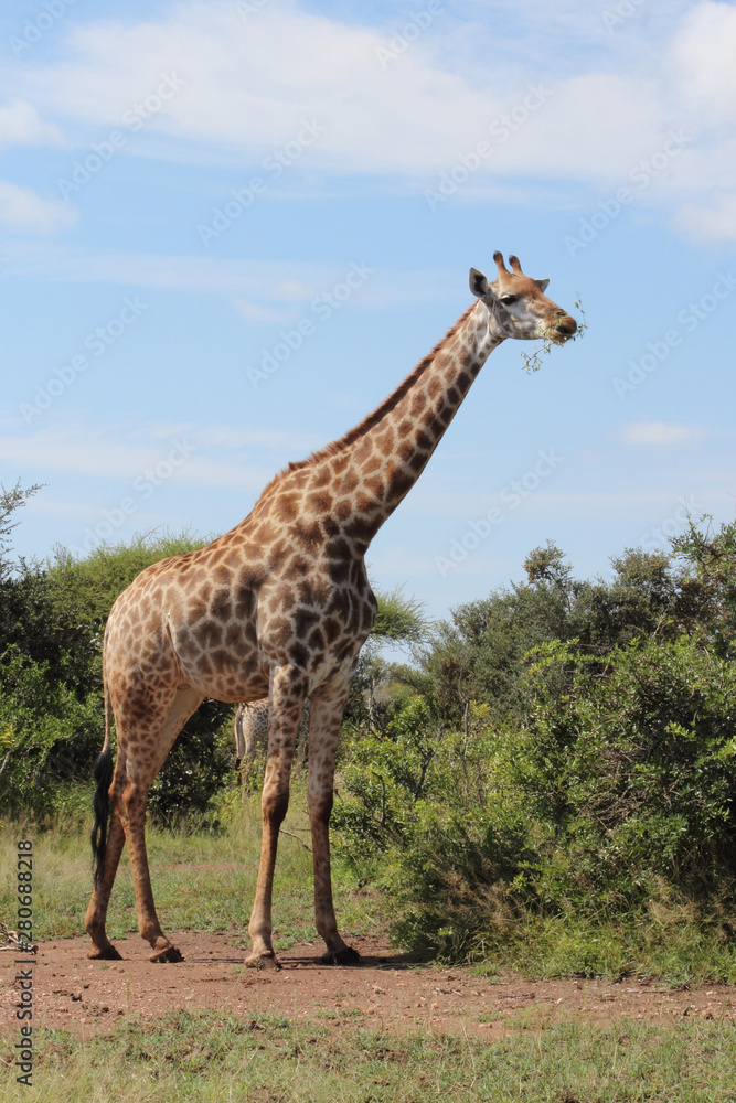 Fototapeta premium Giraffe / Giraffe / Giraffa Camelopardalis