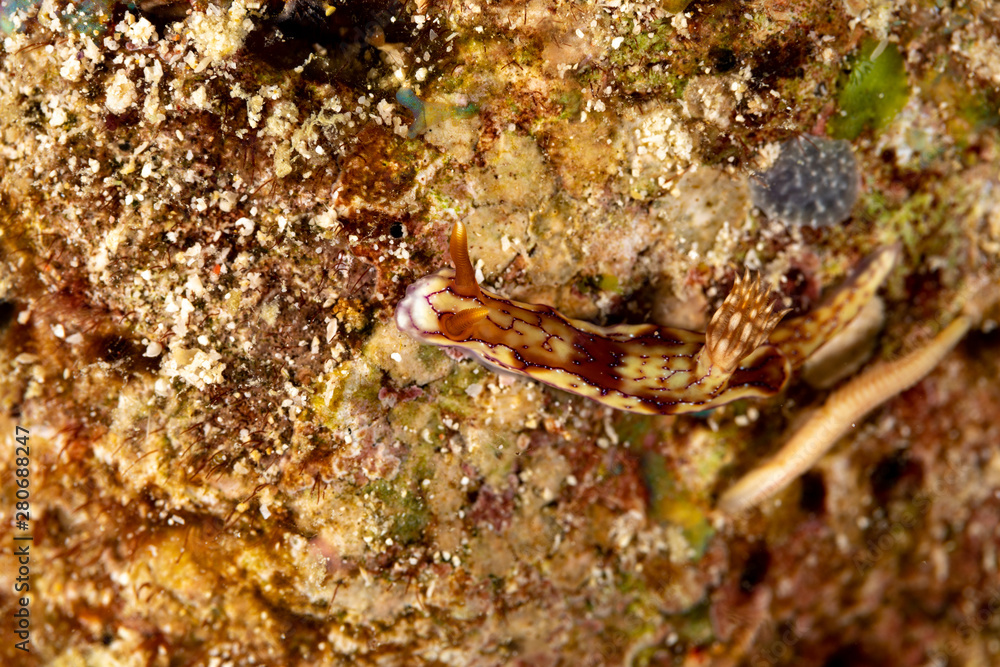 Hypselodoris krakatoa is a species of sea slug or dorid nudibranch, a marine gastropod mollusk in the family Chromodorididae Hypselodoris krakatoa is a species of sea slug or dorid nudibranch, a marine gastropod mollusk in the family Chromodorididae