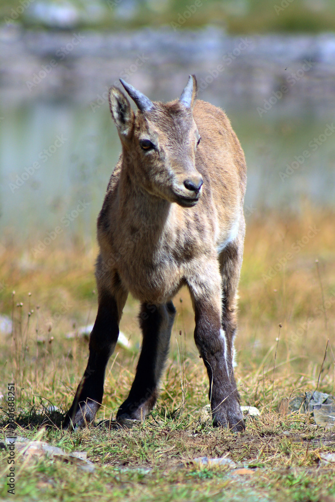 Caucasus. Bezengi gorge. Mountain goat. Caucasus. Bezengi gorge. Mountain goat.