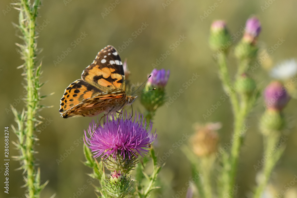 Allphotokz Butterflies 20190723 0794 D810 Allphotokz Butterflies 20190723 0794 D810