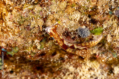 Hypselodoris krakatoa is a species of sea slug or dorid nudibranch  a marine gastropod mollusk in the family Chromodorididae