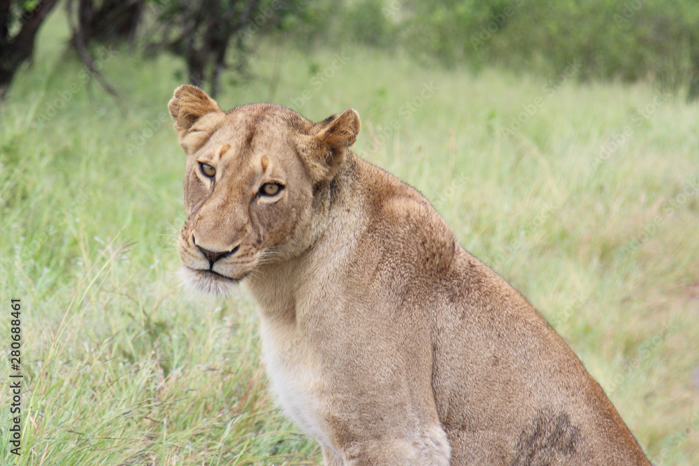 Afrikanischer Löwe / African lion / Panthera Leo. Afrikanischer Löwe / African lion / Panthera Leo.
