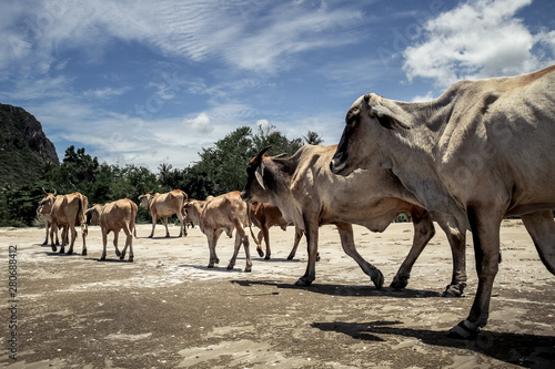Herd of cows with lean bodies walking on the beach under strong sun © Cyrsiam