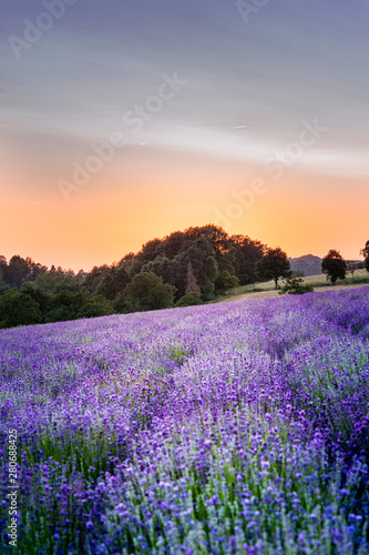 Sunset over lavender field