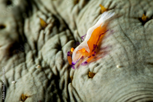 Emperor shrimp, Periclimenes imperator photo