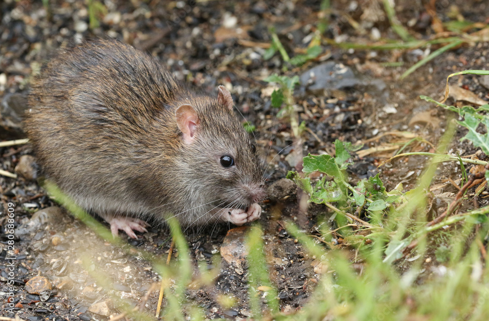 A wild Brown Rat, Rattus norvegicus, eating seads on the ground at the edge of a lake. A wild Brown Rat, Rattus norvegicus, eating seads on the ground at the edge of a lake.