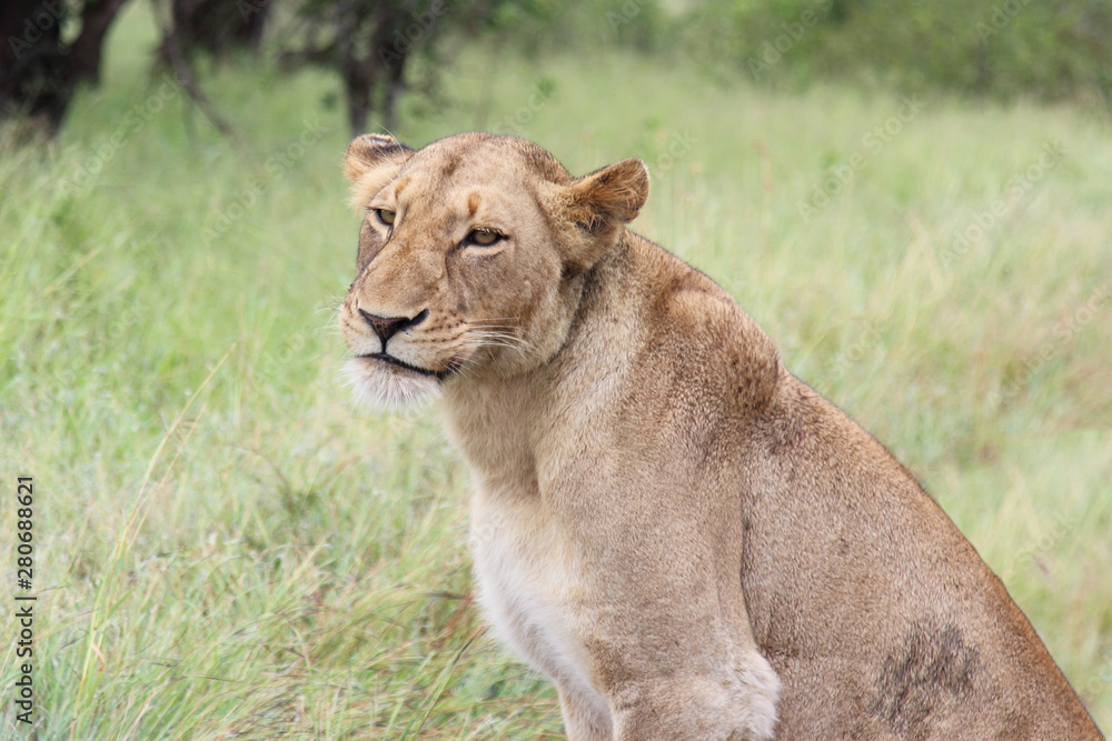 Fototapeta premium Afrikanischer Löwe / African lion / Panthera Leo.