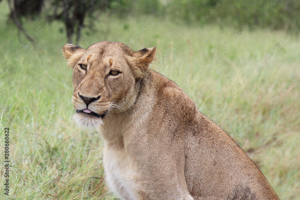 Afrikanischer Löwe / African lion / Panthera Leo. Afrikanischer Löwe / African lion / Panthera Leo.