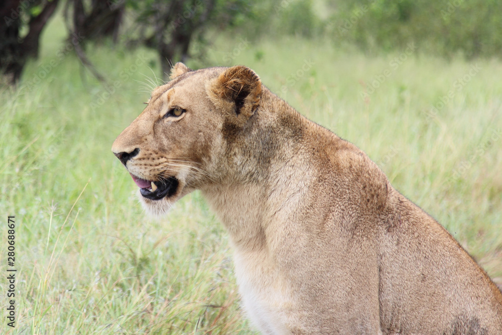 Afrikanischer Löwe / African lion / Panthera Leo. Afrikanischer Löwe / African lion / Panthera Leo.