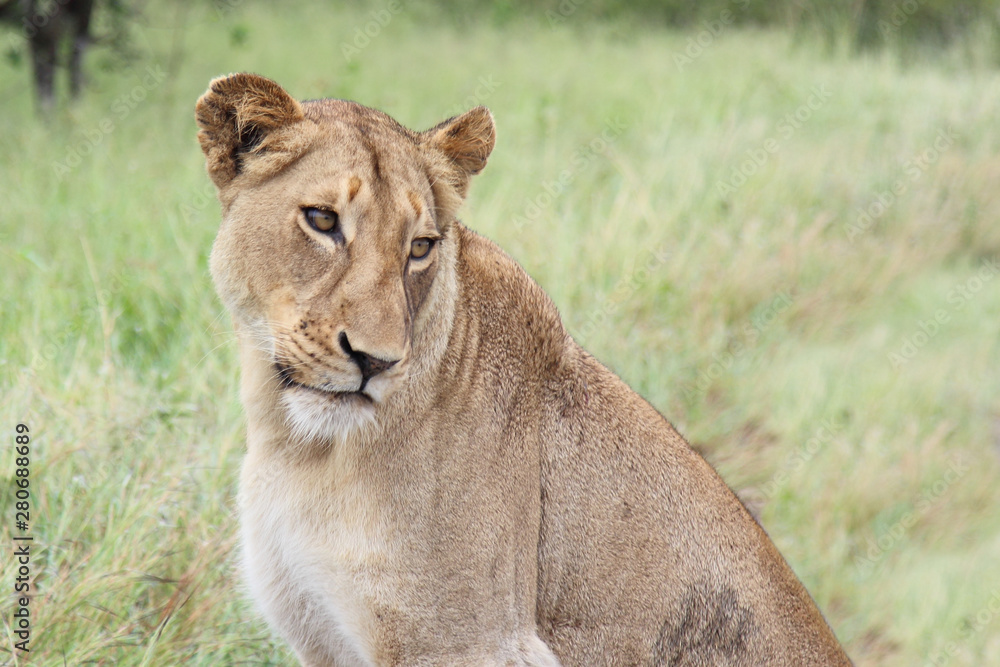 Afrikanischer Löwe / African lion / Panthera Leo. Afrikanischer Löwe / African lion / Panthera Leo.