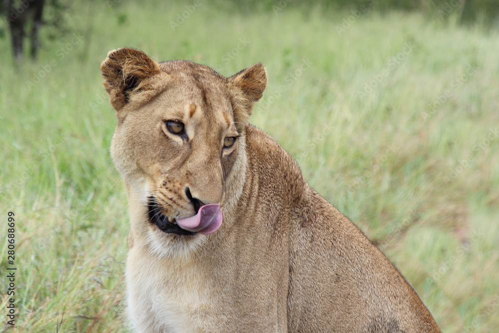 Obraz premium Afrikanischer Löwe / African lion / Panthera Leo.