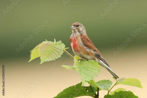 A stunning male Linnet, Linaria cannabina, perching on a branch in a tree.	