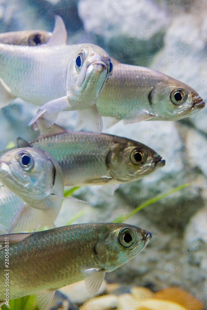 aquarium in thailand , sea creatures aquarium in thailand , sea creatures