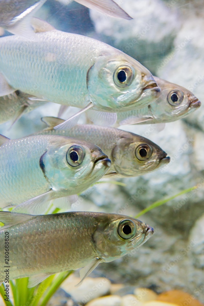 aquarium in thailand , sea creatures aquarium in thailand , sea creatures