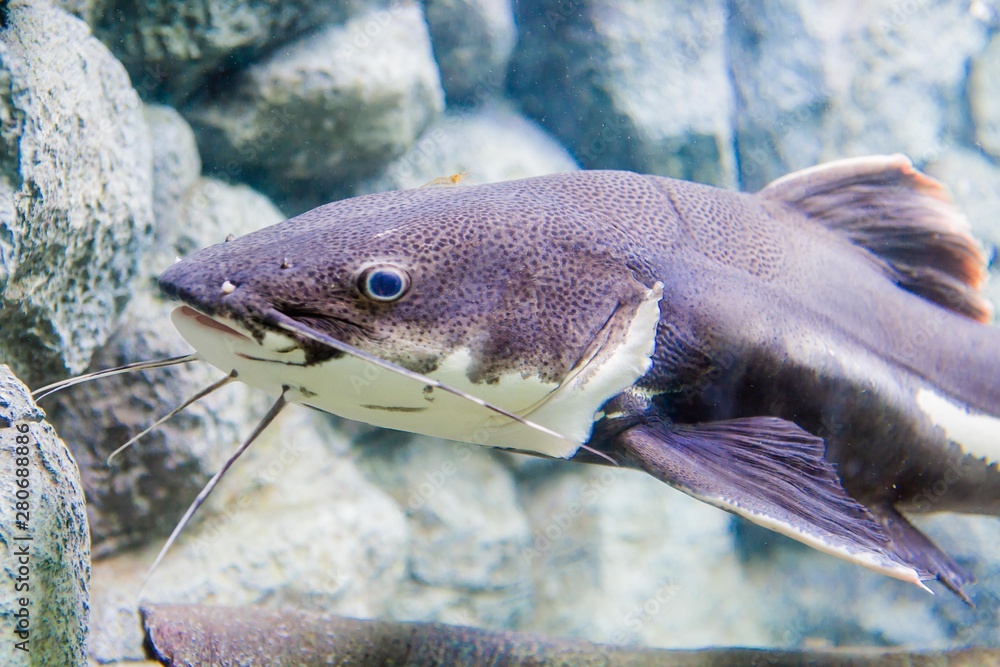 aquarium in thailand , sea creatures aquarium in thailand , sea creatures