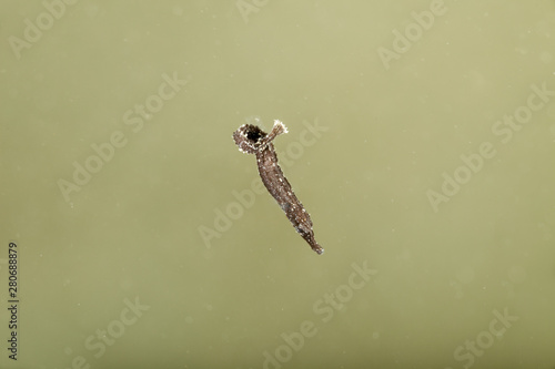 Juvenile pipefish in open water