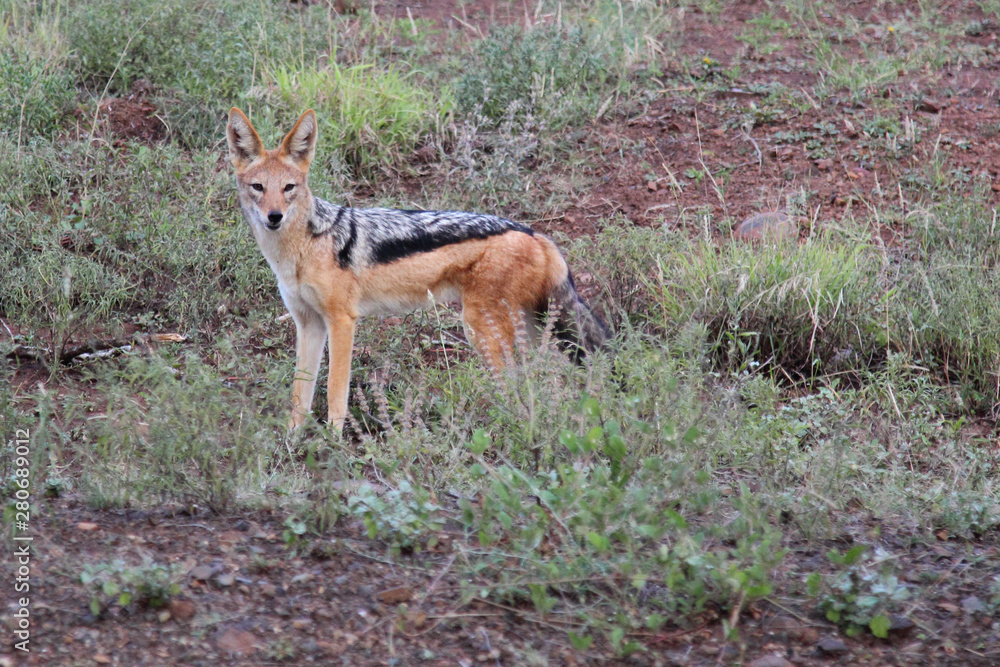 Schabrackenschakal / Blackbacked jackal / Canis mesomelas Schabrackenschakal / Blackbacked jackal / Canis mesomelas