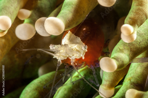 Popcornshrimp, Kemponia kororensis