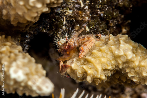 Crab on Corals