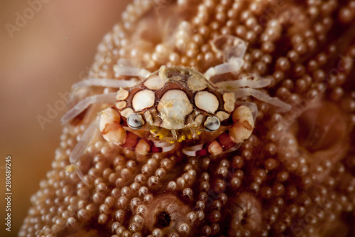 Harlequin crab, Lissocarcinus laevis