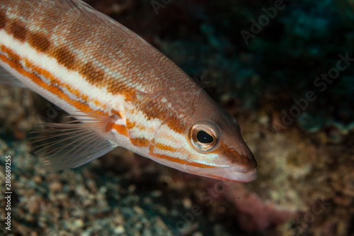 Obraz na płótnie Comber Fish, Serranus cabrilla