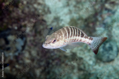 Obraz na płótnie Comber Fish, Serranus cabrilla