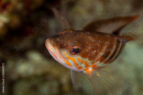 Tapety artystyczne Comber Fish, Serranus cabrilla