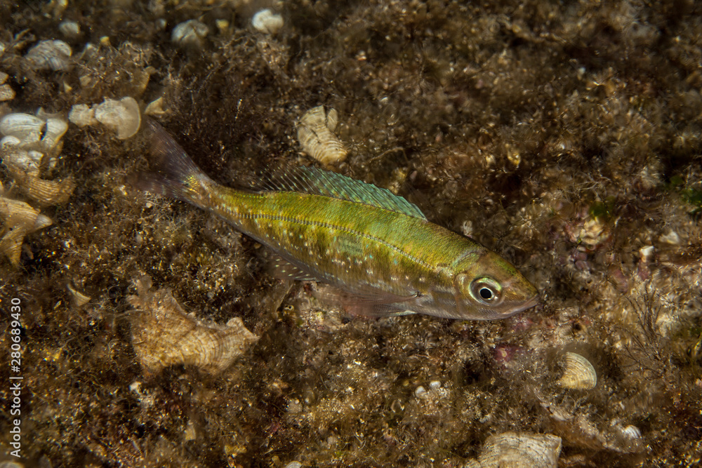 Spicara maena, the blotched picarel, is a species of ray-finned fish Spicara maena, the blotched picarel, is a species of ray-finned fish