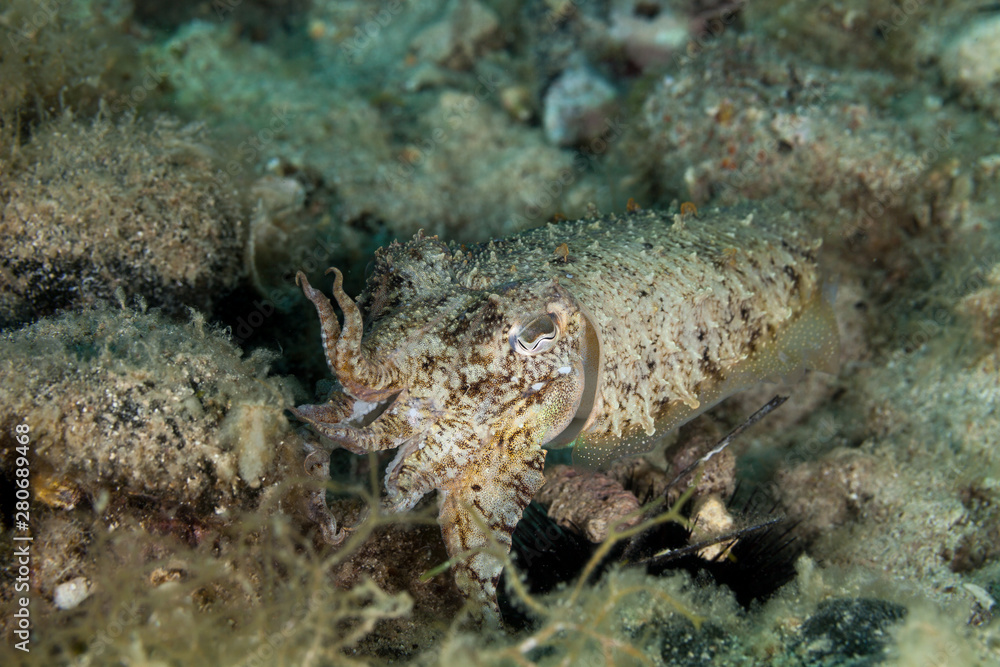 The common cuttlefish or European common cuttlefish (Sepia officinalis)