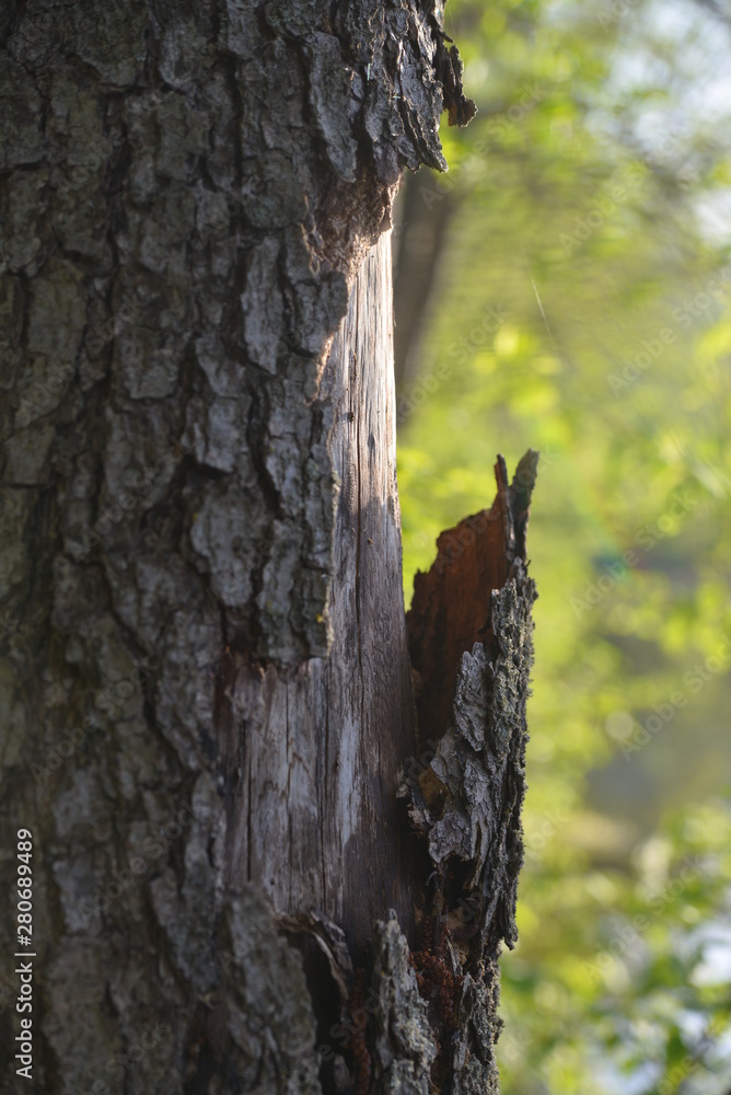 Obraz premium trunk of a tree