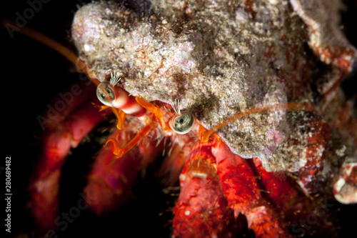 Dardanus calidus is a species of hermit crab from the East Atlantic (Portugal to Senegal) and Mediterranean Sea.