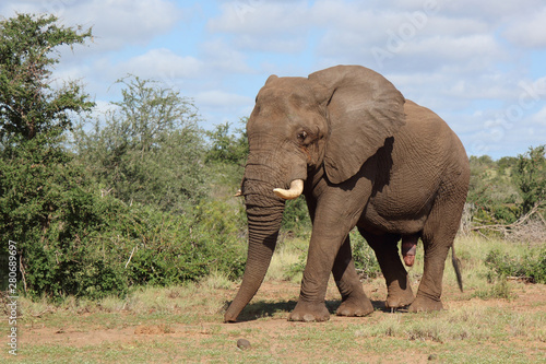 Afrikanischer Elefant   African elephant   Loxodonta africana