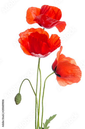 Bouquet of beautiful red poppies on white background